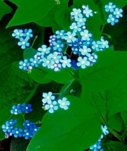 blue-flowers1