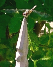 dragonfly garden