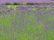 lavendar-field