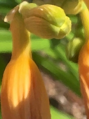 lily-bud