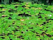 lilypond-horizontal