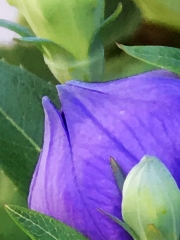 purple-bud